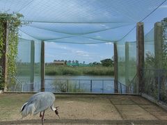 -盐城丹顶鹤湿地生态旅游区