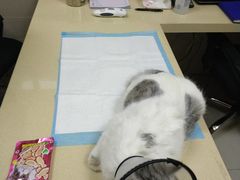 -艾贝尔宠物医院 ·内科全科(梁溪路店)