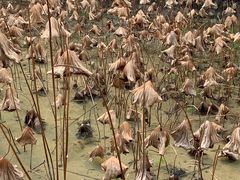 -四川大学(华西校区)