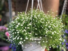 -The Flowers Coffee(南山店)