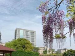 -嘉定紫藤园