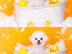 -萌宠之家·腊肠犬·马尔泰·小体犬舍