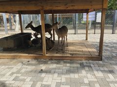 -长白岛森林公园