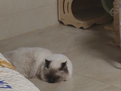 -天使宠物医院·犬猫分诊(彩虹店)