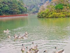 -广州白江湖森林公园