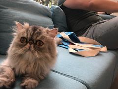 -爱妮康宠物医院·干细胞免疫细胞·肿瘤·心脏(张江店)