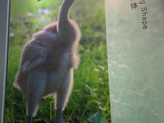 -盐城丹顶鹤湿地生态旅游区