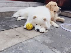 -百好乐宠物友好餐厅(朝外大街店)