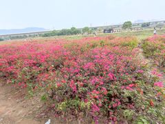 -光明小镇欢乐田园