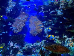 -上海海洋水族馆