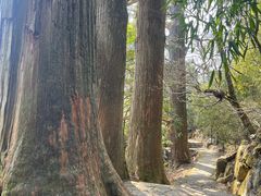 -天目山大树王景区