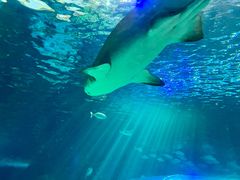 -瑞普利水族馆