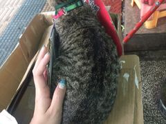 -Mango Tango