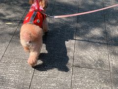 -南翔镇银翔湖公园