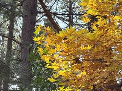 -帽儿山国家森林公园