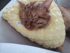 -纳吉亚猫专科动物医院·北北分院