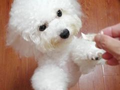 -翊宠yipet猫狗购宠庄园犬舍•猫舍