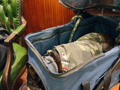 -蝶园·装修中(BFC外滩金融中心店)