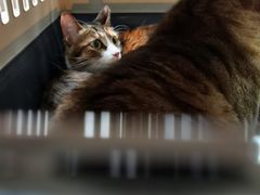 -创凡宠物医院·骨专科  猫科中心(西乡分院)