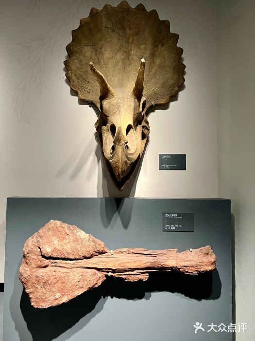 自贡恐龙博物馆图片