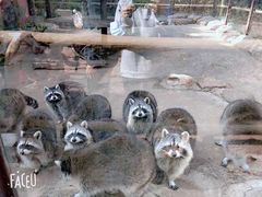 -沈阳森林动物园