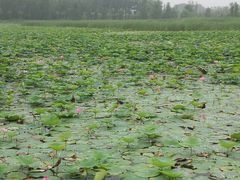景点-野鸭湖国家湿地公园