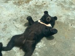 -东方熊牧场