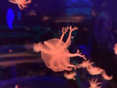 -多彩贵州城极地海洋世界