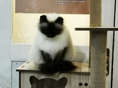 -共舞时光猫咖·狗咖(新街口店)
