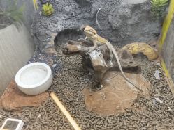 -神奇动物撸宠馆·羊驼·小浣熊·异宠(豫园店)