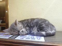 -more than meow吴止猫主题餐厅(承德 中船汇店)