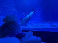 -多彩贵州城极地海洋世界