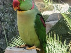 -南宫五洲植物乐园