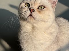 -豆逗聊愈猫阁Easy Life