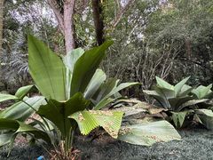 -中国科学院西双版纳热带植物园