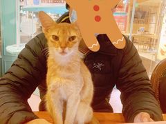 -猫小院猫主题餐厅(三里屯店)