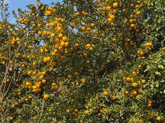 -苏州香山国际大酒店