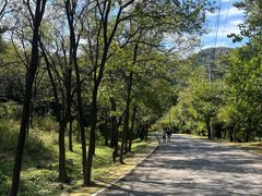 -金龙寺国家森林公园