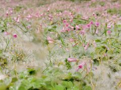 -合肥滨湖国家森林公园