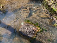 -五营红松林海景区