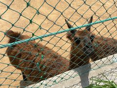 -西霞口神雕山野生动物世界