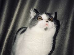 -东方名猫馆·英短金渐层布偶猫舍(环线广场1号楼店)