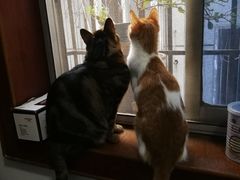 -伟伟宠物医院·CT影像中心·瑞派犬猫综合性门诊(汉口总院)