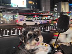 -关爱动物医院·心脏·中兽医·异宠(金牛路分院)