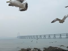-星海湾跨海大桥