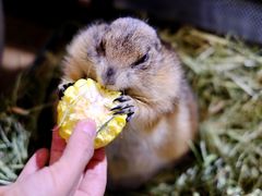 -有猫主题·治愈系猫咖(曾厝垵店)