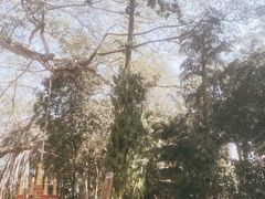 -瑞丽独树成林风景区