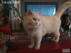 -Babycat私家御饼屋(龙头路一店)