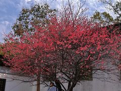 -八大山人梅湖景区