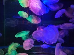 -太平洋海底世界